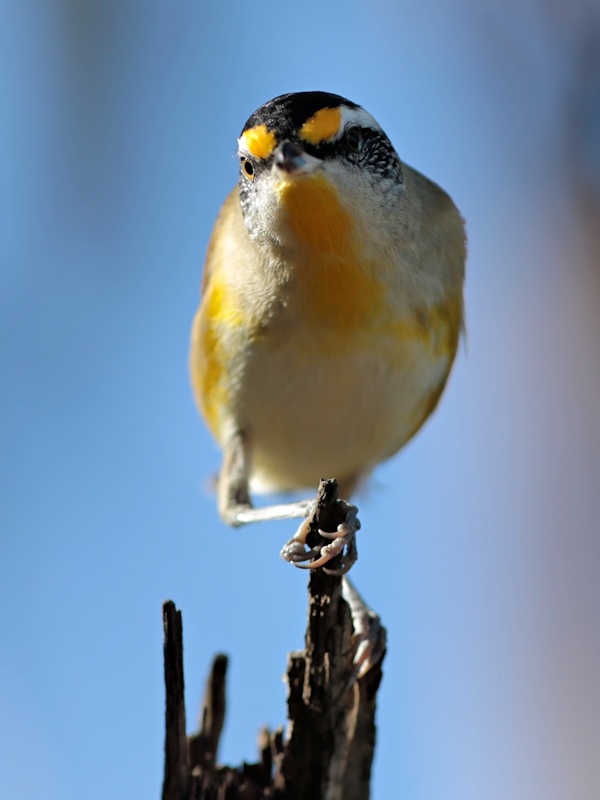 Striated Pardalote (Pardalotus striatus)